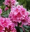 Rododendrón ružový, XXXL 50/60 cm, v črepníku Rhododendron