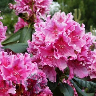 Rododendrón ružový, XXXL 50/60 cm, v črepníku Rhododendron