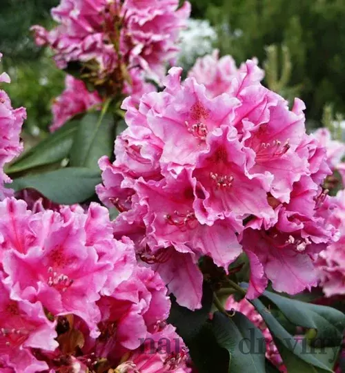 Rododendrón ružový, XXXL 50/60 cm, v črepníku Rhododendron
