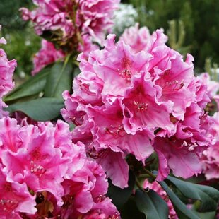 Rododendrón ružový, XXXL 50/60 cm, v črepníku Rhododendron