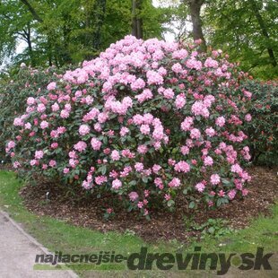 Rododendrón Scintillation, výška 50/60 cm, v črepníku 10l Rhododendron Scintillation