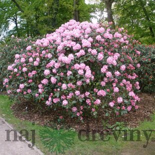 Rododendrón Scintillation, výška 50/60 cm, v črepníku 10l Rhododendron Scintillation