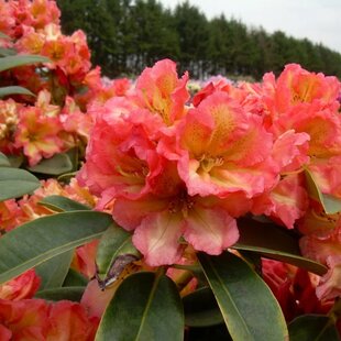 Rododendrón Sun Fire, výška 50/60 cm, v črepníku 10l Rhododendron Sun Fire