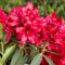 Rododendrón ‘Taragona‘ (červený), výška 25/+ cm, v črepníku 5l Rhododendron ‘Taragona‘