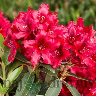 Rododendrón ‘Taragona‘ (červený), výška 25/+ cm, v črepníku 5l Rhododendron ‘Taragona‘