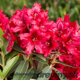 Rododendrón ‘Taragona‘ (červený), výška 25/+ cm, v črepníku 5l Rhododendron ‘Taragona‘