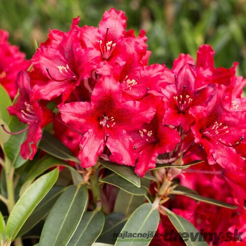 Rododendrón ‘Taragona‘ (červený), výška 25/+ cm, v črepníku 5l Rhododendron ‘Taragona‘