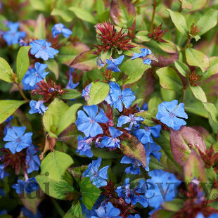 Rohoblíznik olovníkovitý, výška 10/15 cm, v črepníku P9 Ceratostigma plumbaginoides