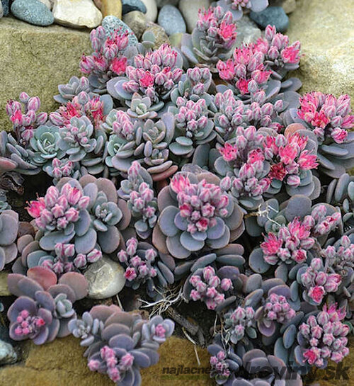 Rozchodníik SUN SPARKLER BLUE ELF PBR, 20/30 cm, v črepníku 3l Sedum SUNSPARKLER ‘Blue Elf‘ PBR