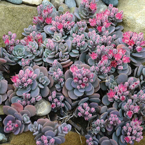 Rozchodníik SUN SPARKLER BLUE ELF PBR, 20/30 cm, v črepníku 3l Sedum SUNSPARKLER ‘Blue Elf‘ PBR