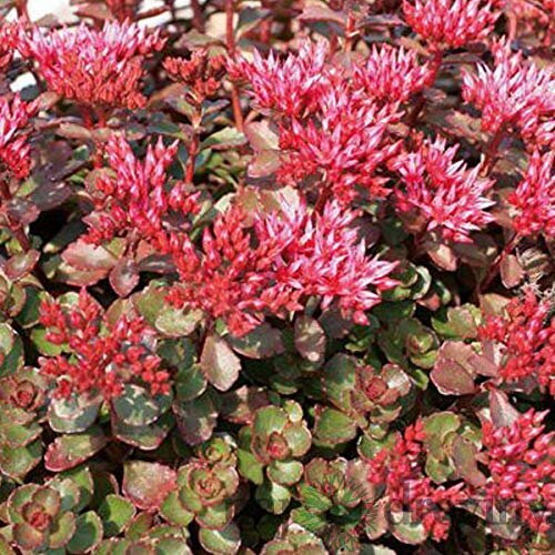 Rozchodník 7/12cm , v črepníku P9 Sedum