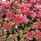 Rozchodník 7/12cm , v črepníku P9 Sedum