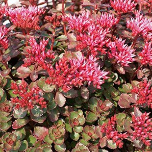 Rozchodník 7/12cm , v črepníku P9 Sedum