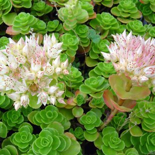 Rozchodník Album, v črepníku Sedum spurium