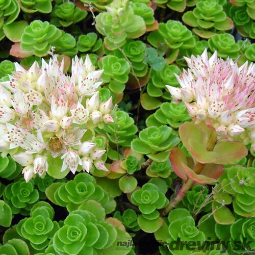 Rozchodník Album, v črepníku Sedum spurium