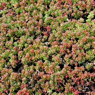 Rozchodník biely ´Coral Carpet´, výška 10/15 cm, v črepníku Sedum album ‘Coral Carpet‘