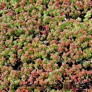 Rozchodník biely ´Coral Carpet´, výška 10/15 cm, v črepníku Sedum album ‘Coral Carpet‘