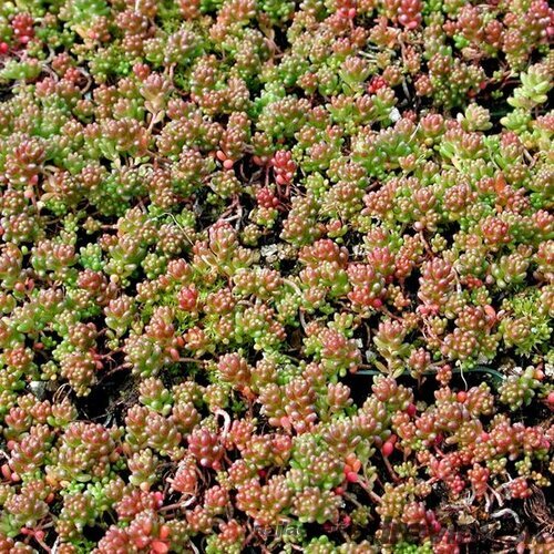 Rozchodník biely ´Coral Carpet´, výška 10/15 cm, v črepníku Sedum album ‘Coral Carpet‘