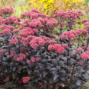 Rozchodník Jose Aubergine, v črepníku Sedum Jose Aubergine