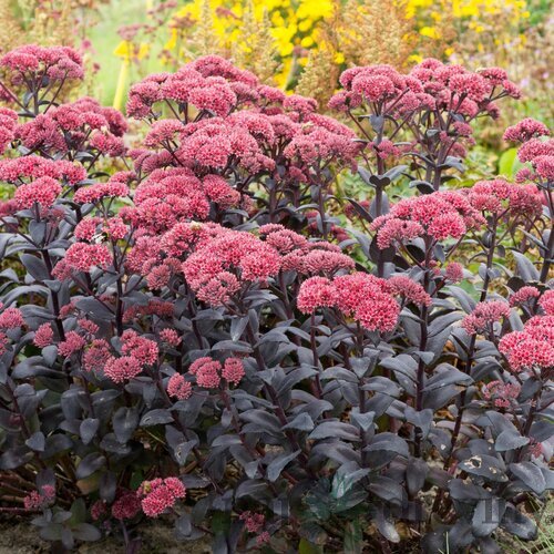 Rozchodník Jose Aubergine, v črepníku Sedum Jose Aubergine