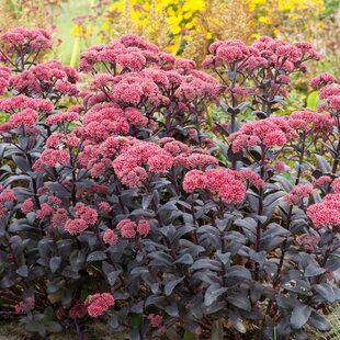 Rozchodník Jose Aubergine, v črepníku Sedum Jose Aubergine