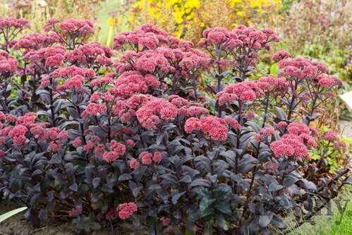 Rozchodník Jose Aubergine, v črepníku Sedum Jose Aubergine