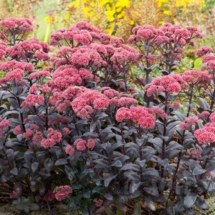 Rozchodník Jose Aubergine, v črepníku Sedum Jose Aubergine
