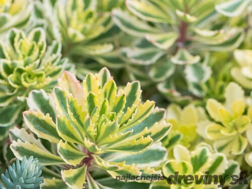 Rozchodník kamčatský ‘Green Edge‘, výška 20/+ cm, v črepníku 2l Sedum kamtschaticum ‘Green Edge‘