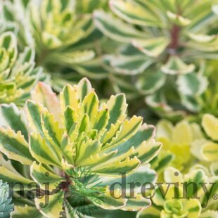 Rozchodník kamčatský ‘Green Edge‘, výška 20/+ cm, v črepníku 2l Sedum kamtschaticum ‘Green Edge‘