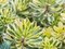 Rozchodník kamčatský ‘Green Edge‘, výška 20/+ cm, v črepníku 2l Sedum kamtschaticum ‘Green Edge‘