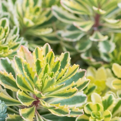 Rozchodník kamčatský ‘Green Edge‘, výška 20/+ cm, v črepníku 2l Sedum kamtschaticum ‘Green Edge‘