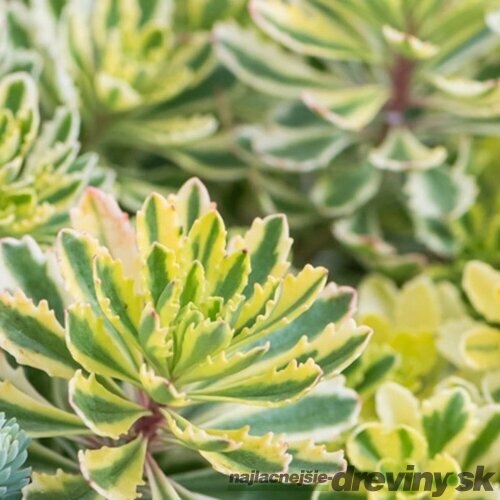 Rozchodník kamčatský ‘Green Edge‘, výška 20/+ cm, v črepníku 2l Sedum kamtschaticum ‘Green Edge‘