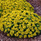 Rozchodník kamčatský ‘Little Miss Sunshine‘ 20/40 cm v črepníku 2l Sedum kamtschaticum ‘Little Miss Sunshine‘