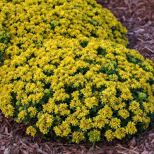 Rozchodník kamčatský ‘Little Miss Sunshine‘ 20/40 cm v črepníku 2l Sedum kamtschaticum ‘Little Miss Sunshine‘