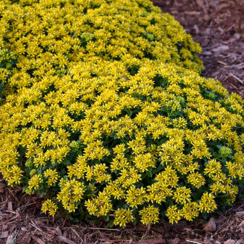 Rozchodník kamčatský ‘Little Miss Sunshine‘ 20/40 cm v črepníku 2l Sedum kamtschaticum ‘Little Miss Sunshine‘