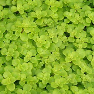 Rozchodník Makinoi, výška 10/20 cm, v črepníku P9 Sedum Makinoi