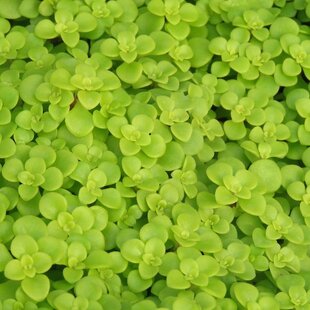 Rozchodník Makinoi, výška 10/20 cm, v črepníku P9 Sedum Makinoi