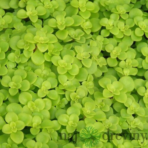 Rozchodník Makinoi, výška 10/20 cm, v črepníku P9 Sedum Makinoi
