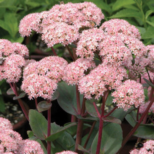 Rozchodník Matrona, výška 20/+ cm, v črepníku 3l Sedum Matrona