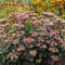Rozchodník Matrona, výška 20/+ cm, v črepníku 3l Sedum Matrona