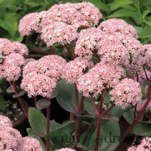 Rozchodník Matrona, výška 20/+ cm, v črepníku 3l Sedum Matrona
