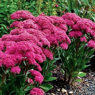 Rozchodník Mr.Goodbud, výška 30/40 cm, v črepníku 3l Sedum Mr. Goodbud