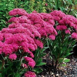 Rozchodník Mr.Goodbud, výška 30/40 cm, v črepníku 3l Sedum Mr. Goodbud