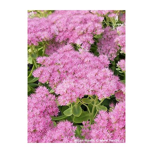 Rozchodník nádherný “Brilliant“ 20/30 cm v črepníku 3l Sedum spectabile ‘Brillant‘