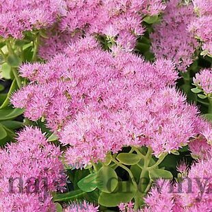 Rozchodník nádherný “Brilliant“ 20/30 cm v črepníku 3l Sedum spectabile ‘Brillant‘