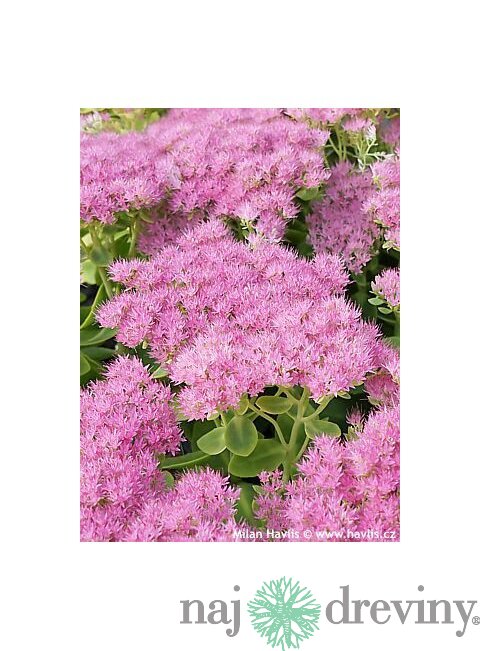 Rozchodník nádherný “Brilliant“ 20/30 cm v črepníku 3l Sedum spectabile ‘Brillant‘