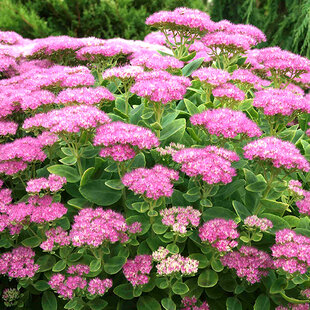 Rozchodník nádherný “Brilliant“, výška 10/15 cm, v črepníku P9 Sedum spectabile ‘Brillant‘