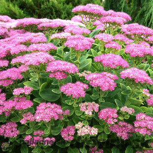 Rozchodník nádherný “Brilliant“, výška 10/15 cm, v črepníku P9 Sedum spectabile ‘Brillant‘