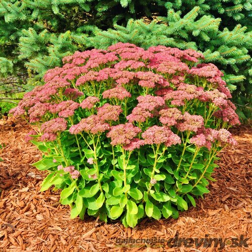 Rozchodník nádherný ‘Hot Stuff‘, výška 20/+ cm, v črepníku 3l Sedum spectabile ‘Hot Stuff‘