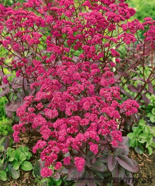 Rozchodník nádherný Red Cauli, výška 10/15 cm, v črepníku P9 Sedum Red Cauli